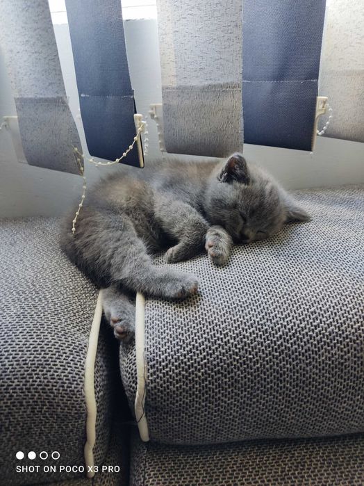 Котенца Британчета