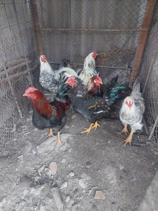 Продам молодых петухов