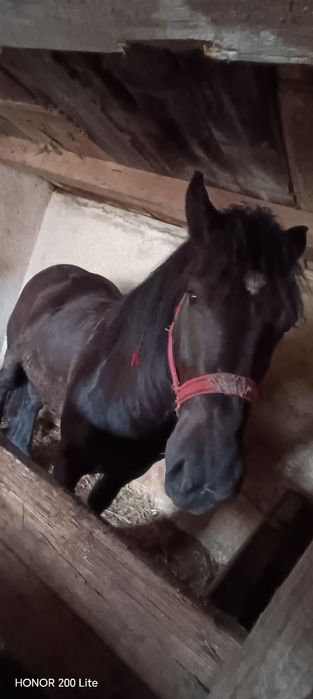 Vând Harmasar de 2 ani