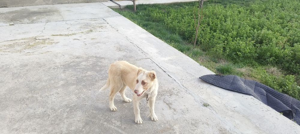 Alabay bollasi zottor