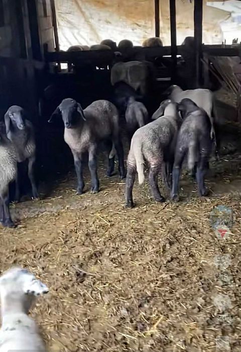 Miei de Paște de vânzare 45carcasa