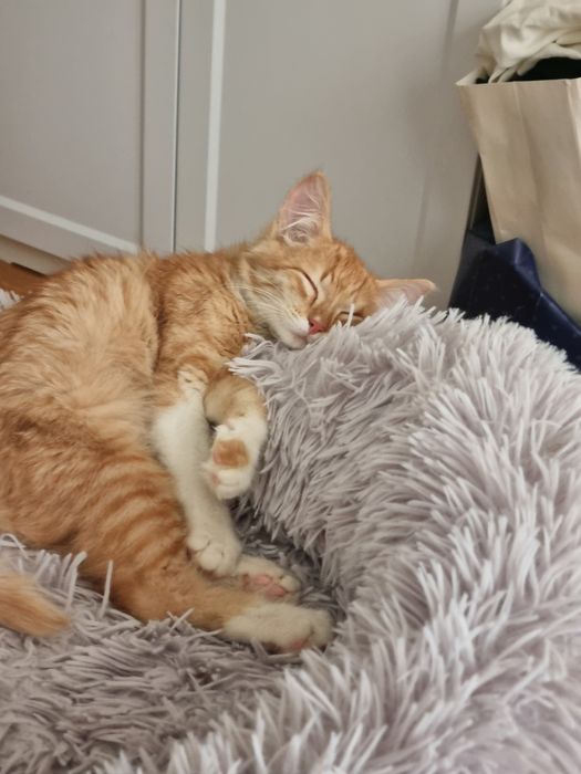 Котенок мальчик 3.5 мес/Мысық