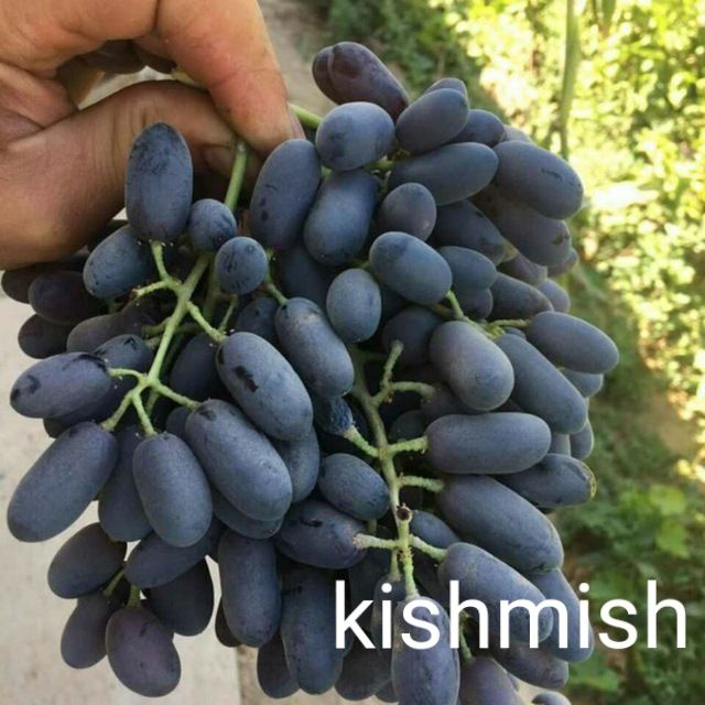 It uslubidagi yalangoch ayollarning yaqindan suratlari