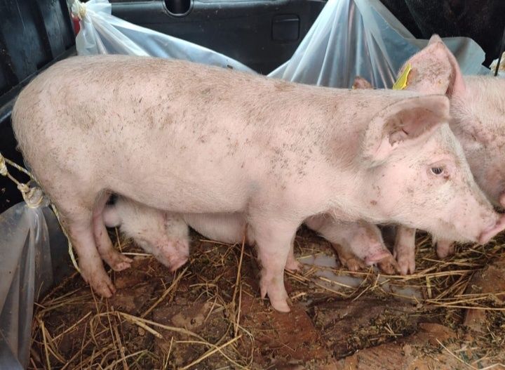 Поросята 2 месяца