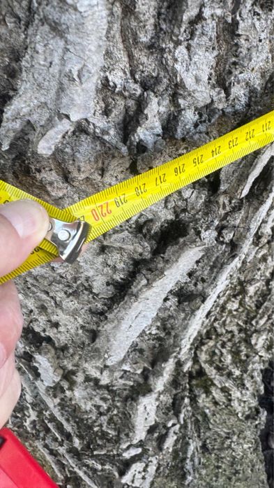 2 buc Nuc gratis taiat