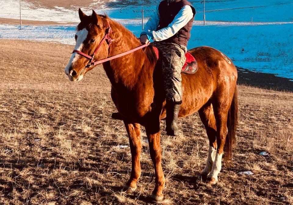 Айғыр сатылады полукровка