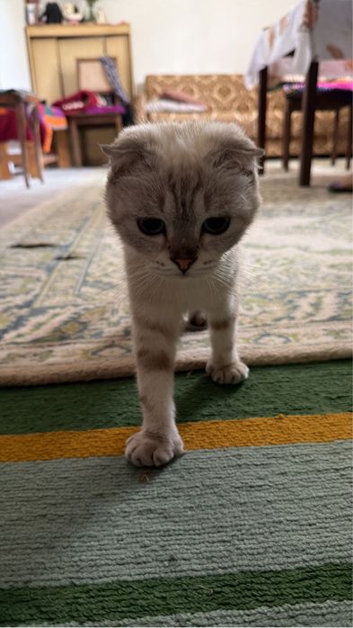 Котята породистые
