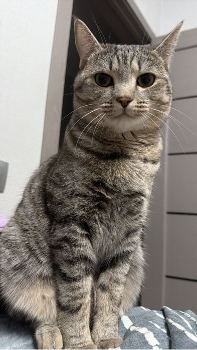 отдам кот в хорошие руки