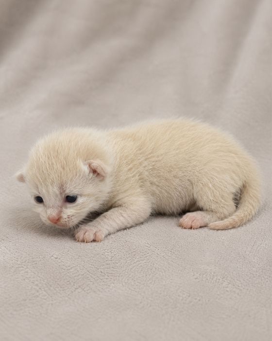 Котята ищут семью