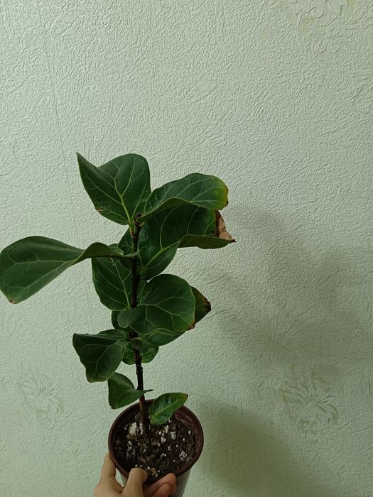 Хона гуллари ( обмен)