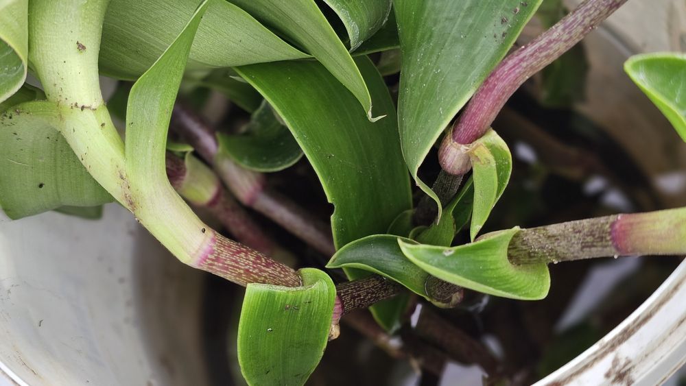 Золотой Ус цветок