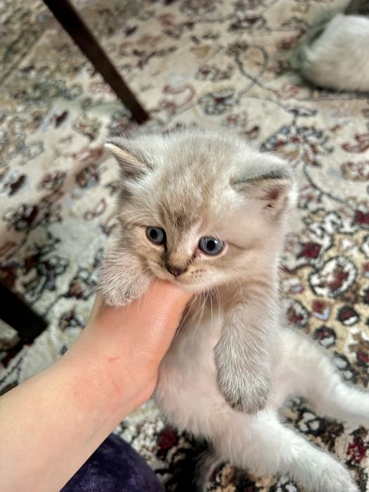 Шотладские котята