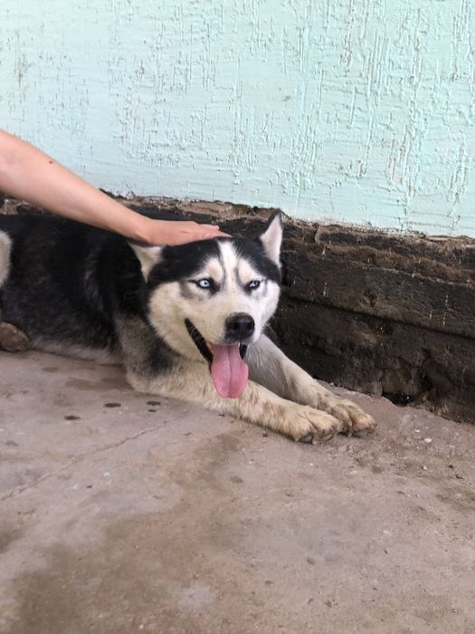 Продам Хаски молодой