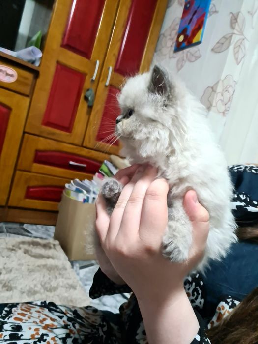 Schotish Fold Long Hair și British Short Hair