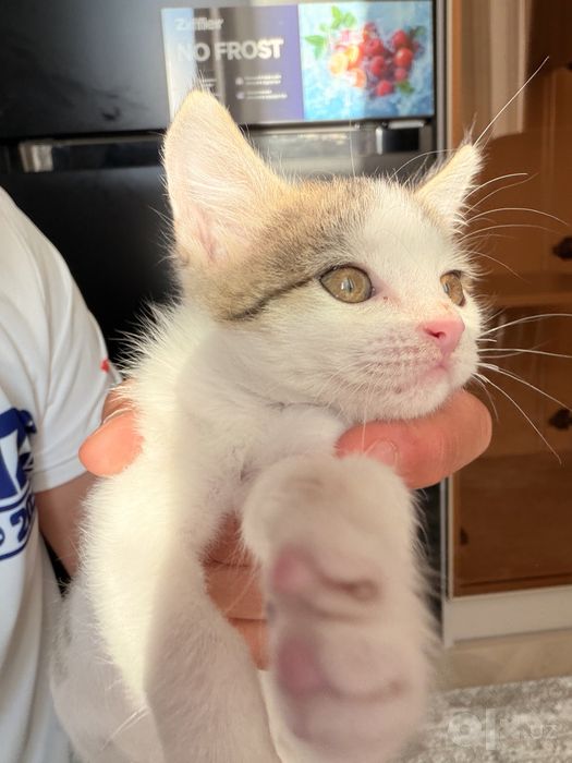 Котенок бесплатно только в хорошие руки