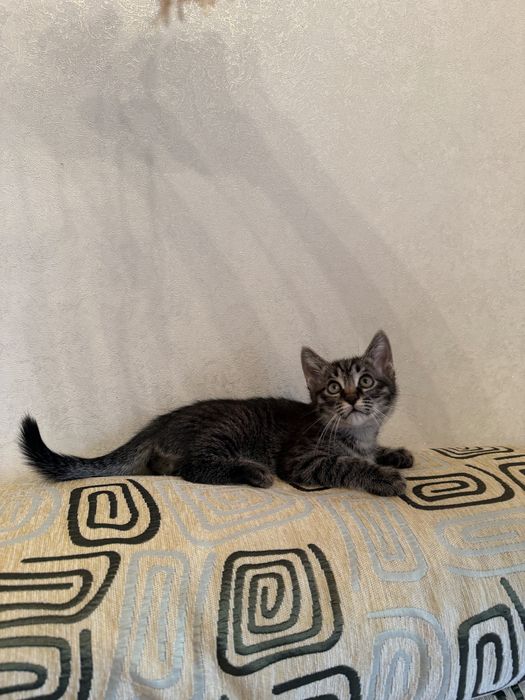 Милые, ласковые котята