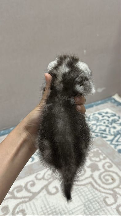 Чистокровнные котята