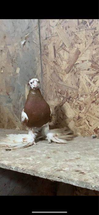 Голуби вольерные