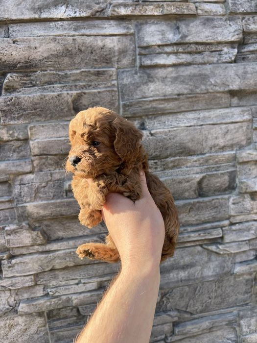 Мини Той пуделчета