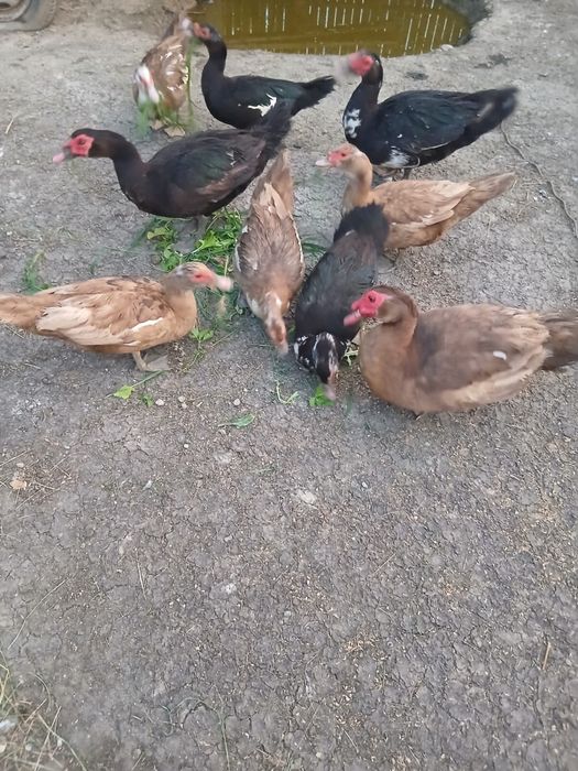 Vând rațe leşeşti