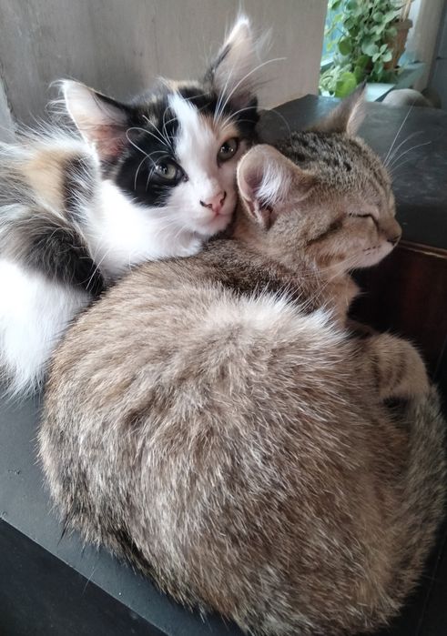Отдам даром котят