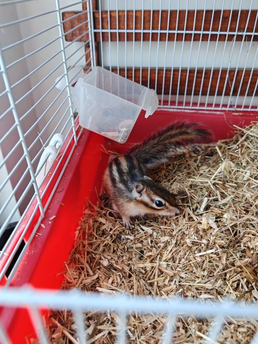 Veverița Siberiană