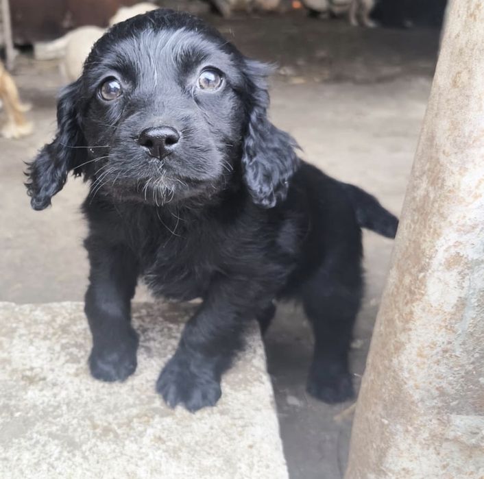 Продавам кученца кокер шпаньол