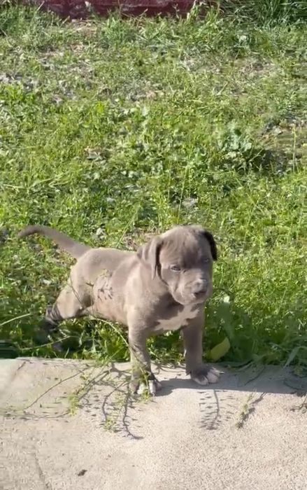 Питбуль Щенки Кубинский