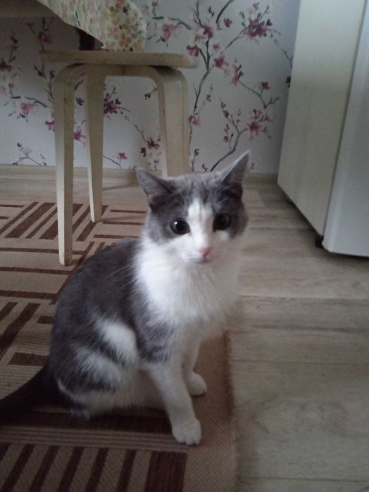 Кошка ищет дом..