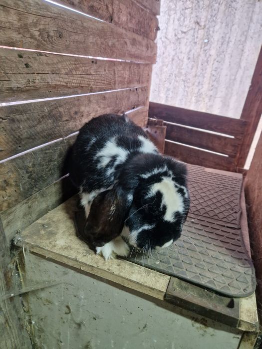 3 femele berbec german