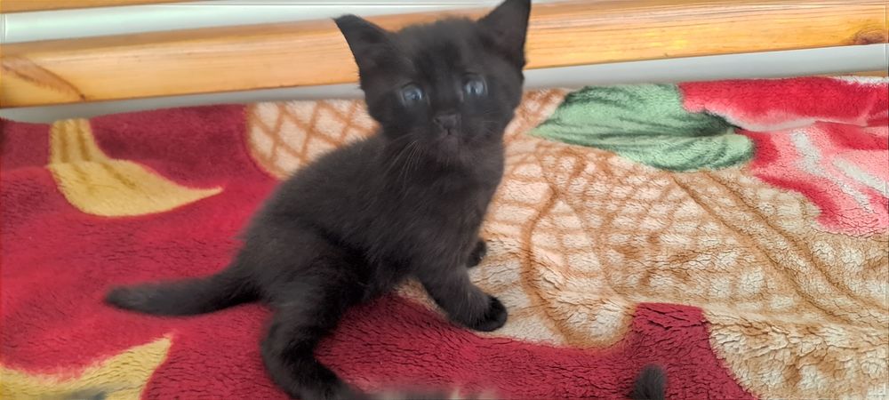 Котята 2 месяца 4шт