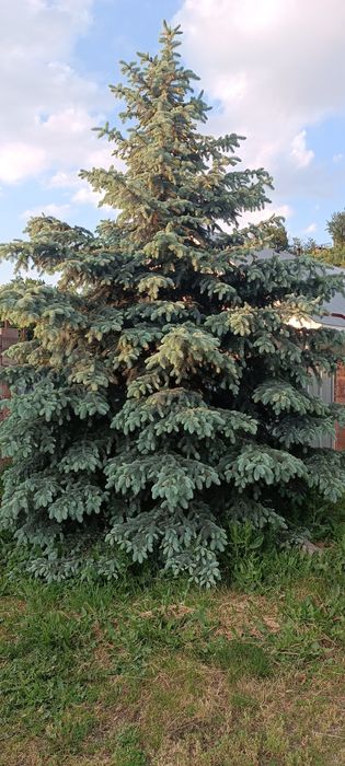 Голубая и зелёная ель