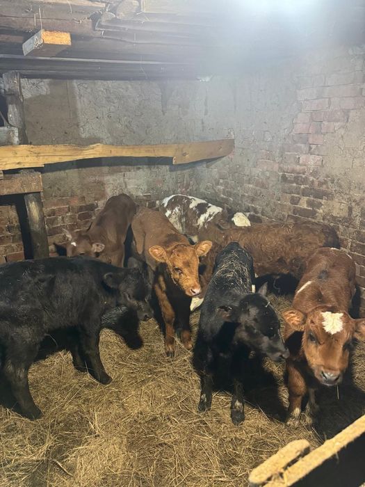 Телята бычки и тёлочки