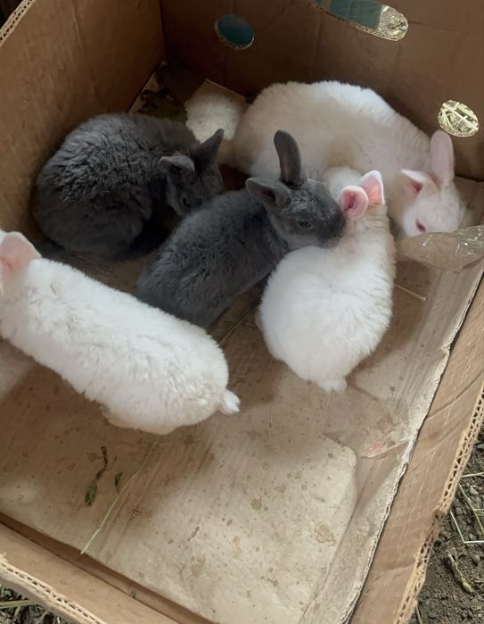 Disponibili Iepurași Rex pitic alb și albastru !