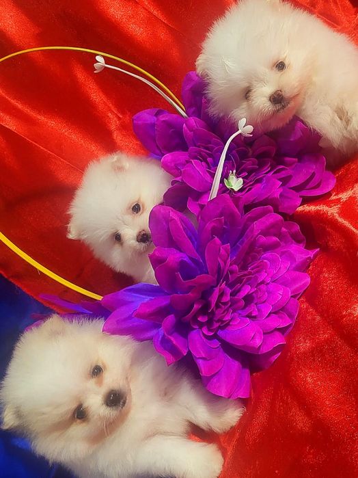 Щенки - Немецкий Шпиц