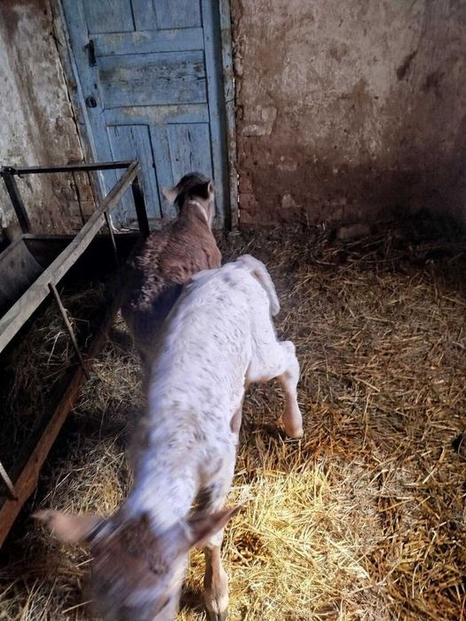 Отдам телёнка беспалтно