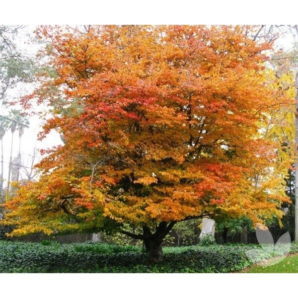 Arborele De Fier Persan