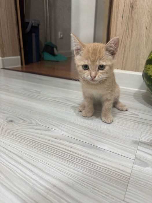 Отдам котят девочек в добрые руки