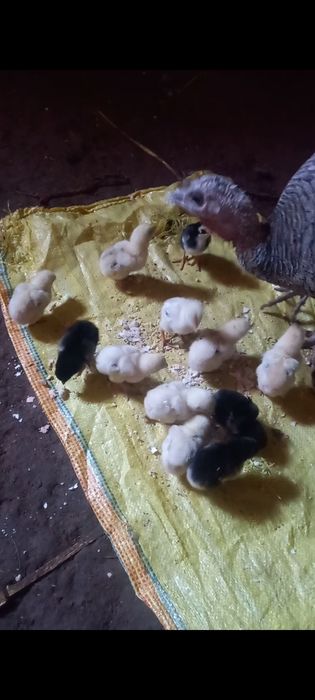 Яхши зот дакан  жожалар  индук  енаси билан сотилади оптим 14 та жожа