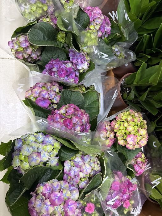 Цветы на 8 марта