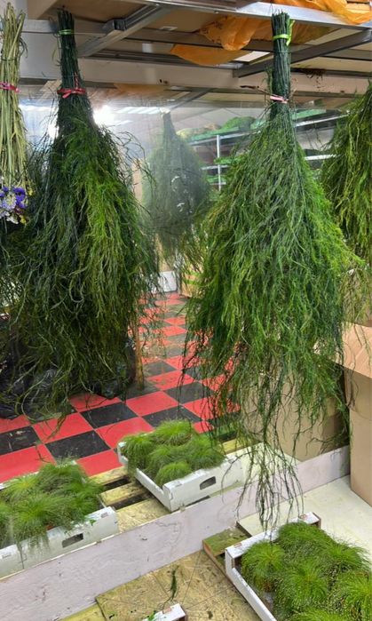 Стабилизированные растения в декоре