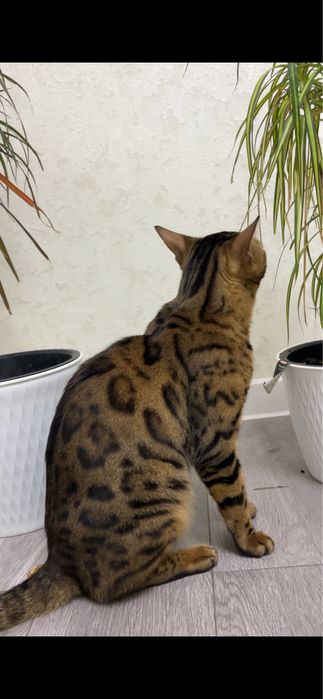 Бенгальский кот