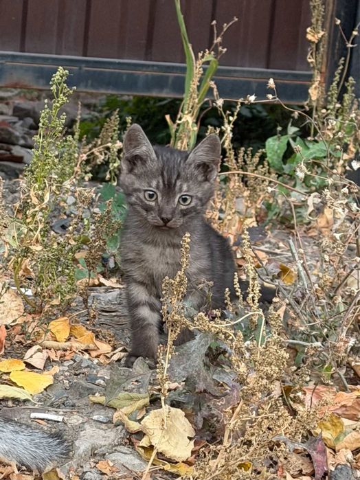 отдам в добрые руки котят и кошку