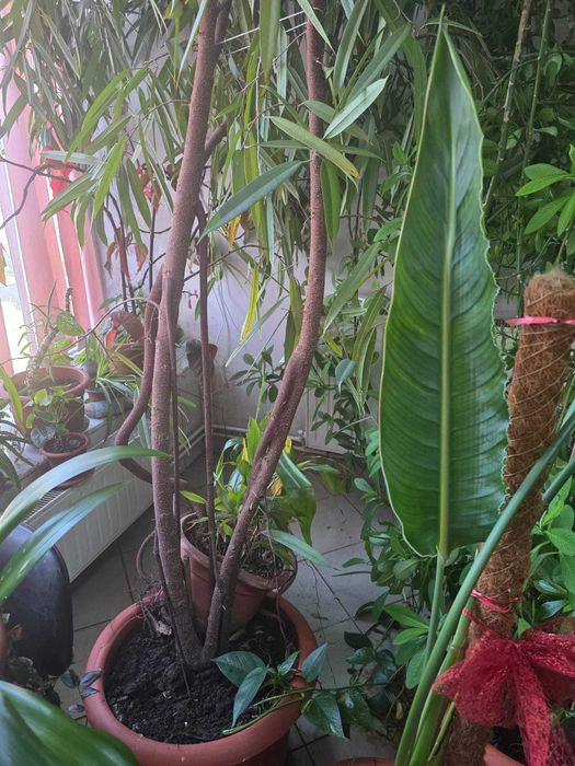 vând plante uriașe: eucalipt, arbore de cauciuc si ficus