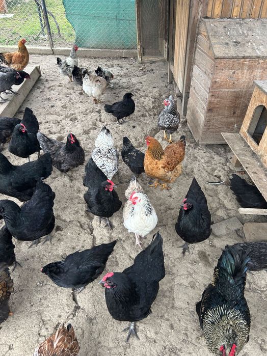 Vând găini 100%de casa