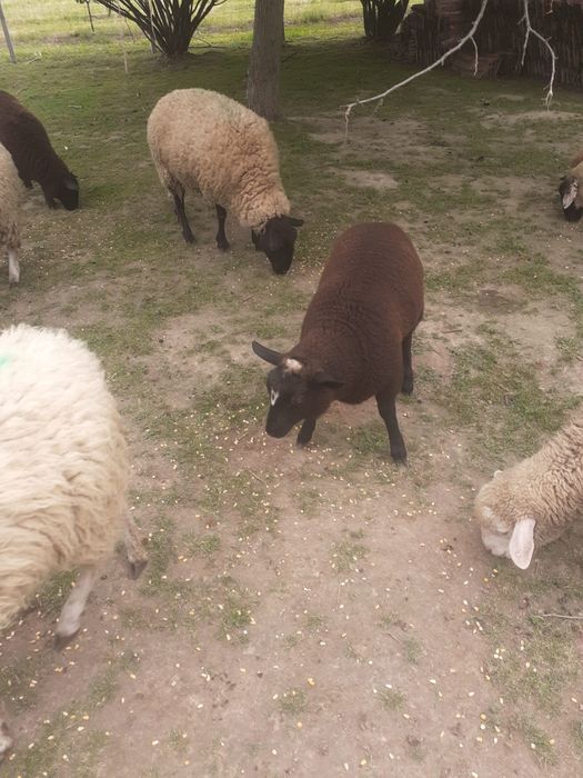 Vand miei pătată olandeză+ texel