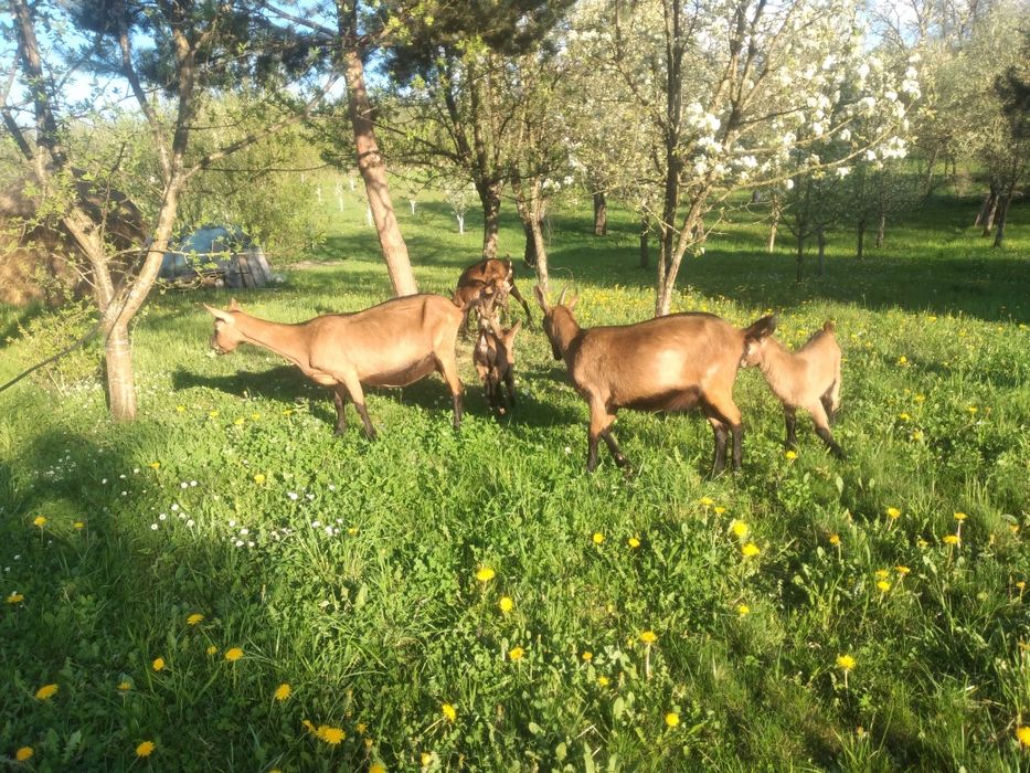Capra alpina franceza