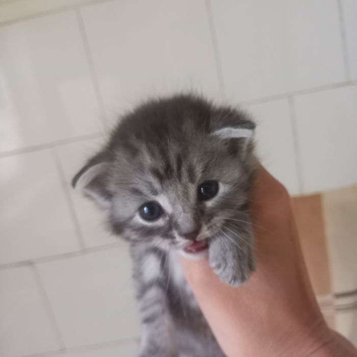 Вислоухие котята 1 мес мальчики