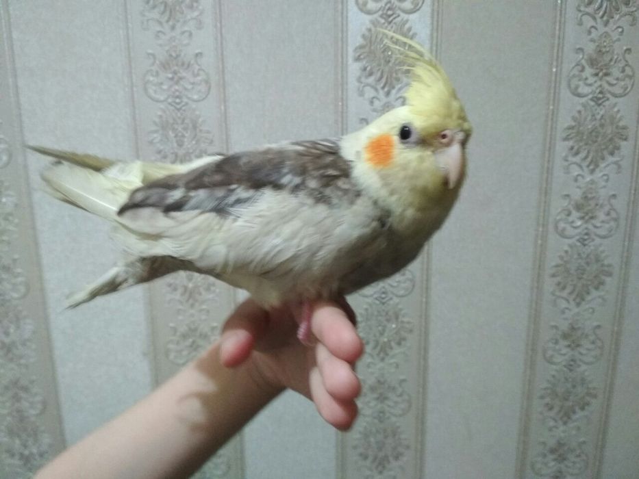 Karella popugay ruchnoy qölga örgangan