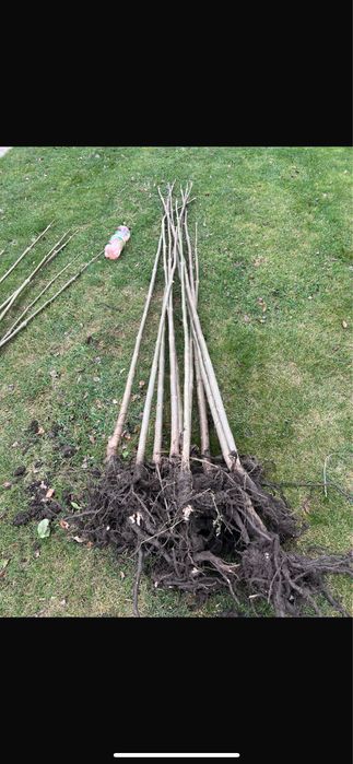 PAULOWNIA  Shantong Butasi